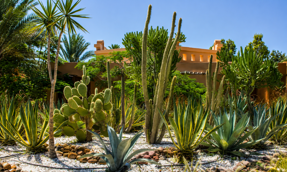 Begin Your Day at the Famous Sailana Cactus Garden
